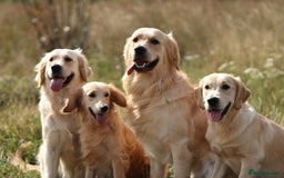 Mixed Breed dogs for sale: Dakota Sport Retriever Puppies ready 01/10/25 - Image 18