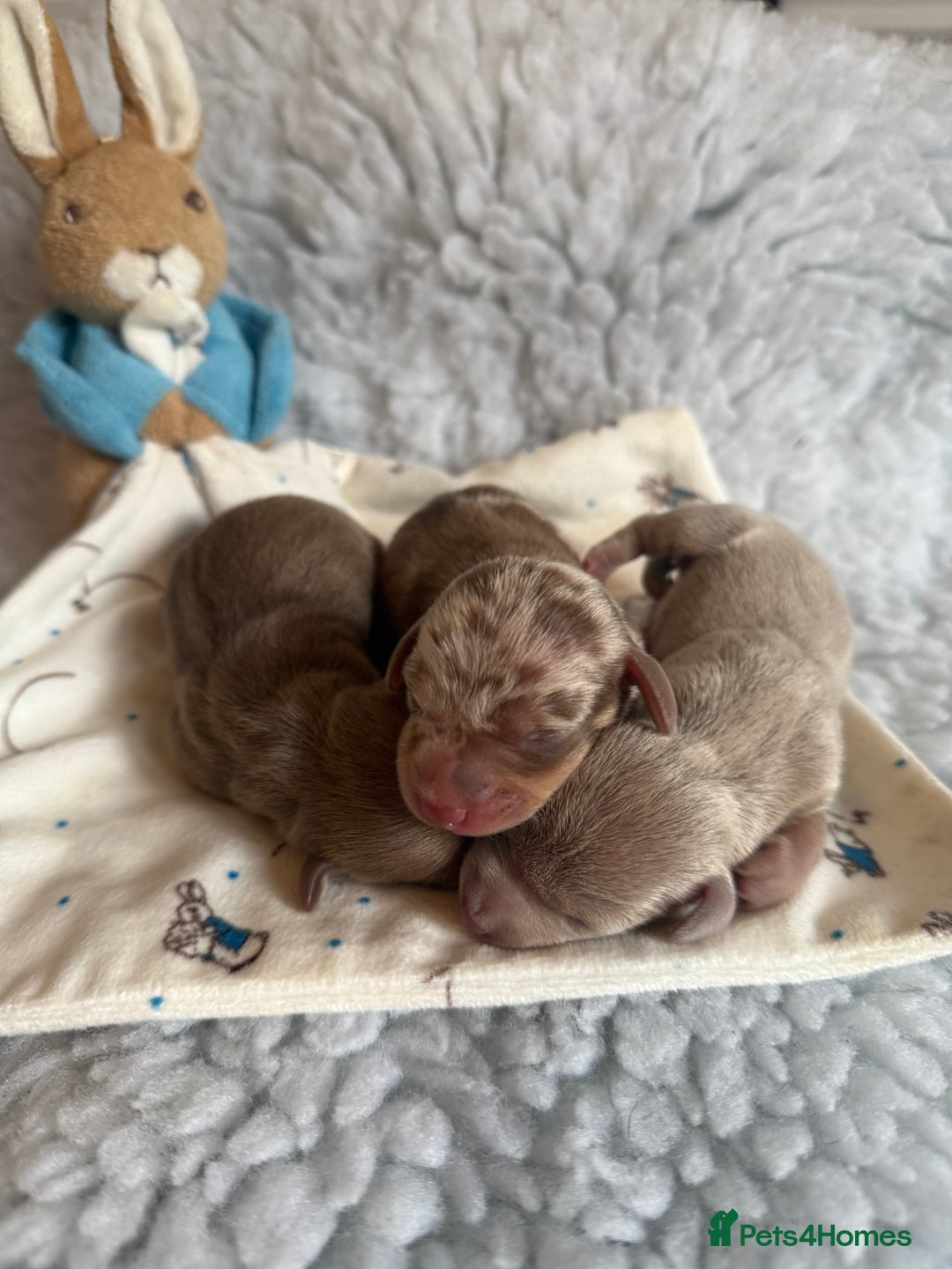 Miniature Dachshund dogs for sale: KC Mini Smooth haired Dachshunds  - Advert 9