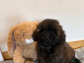 Poochon dogs Beautiful poochon puppies - Advert 4