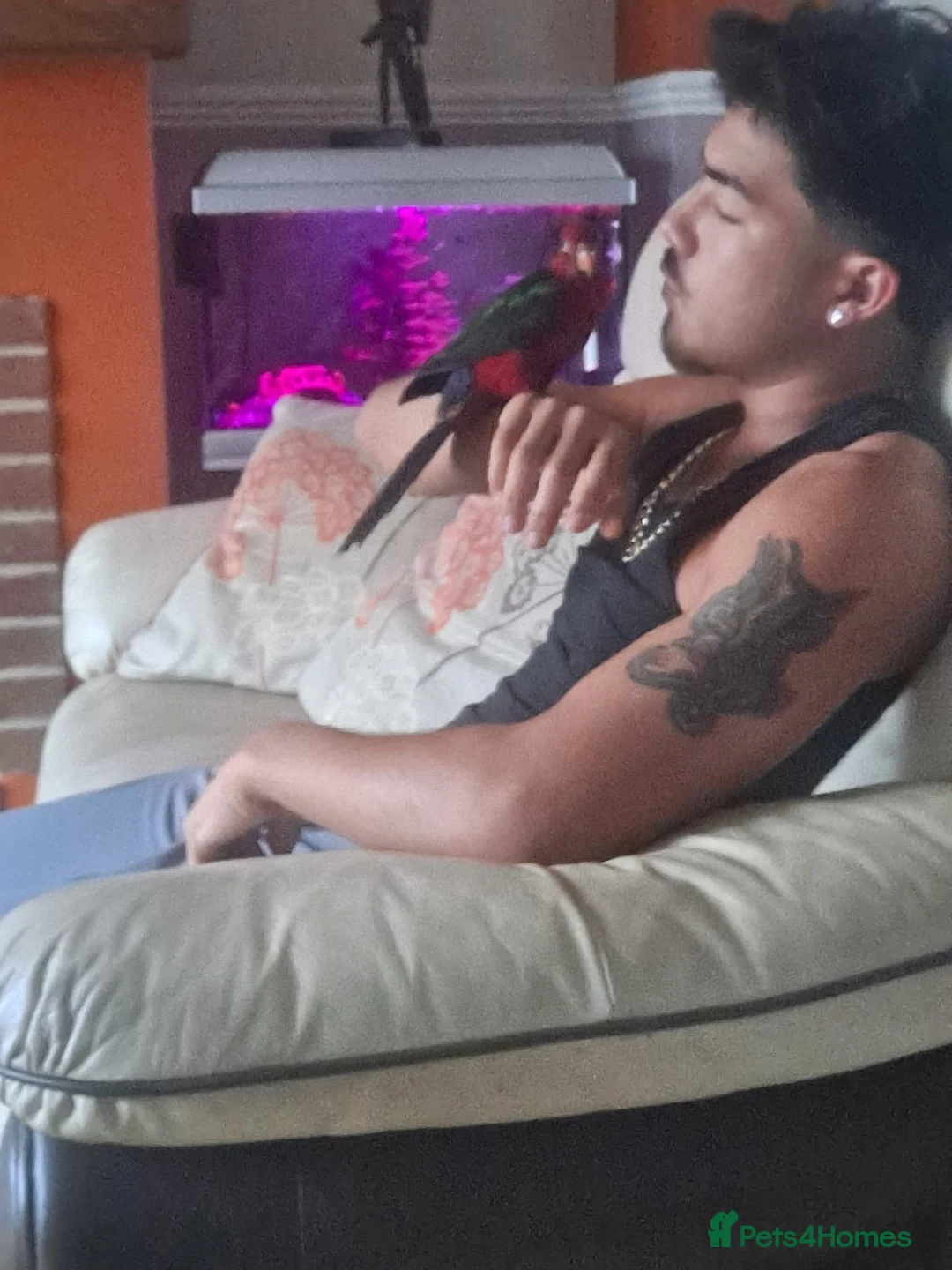 Parrots birds for sale: Silly tame Ambonian King parrot for sale in Guildford - Advert 2