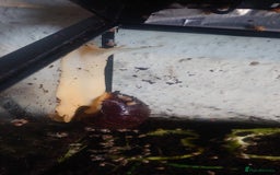 Snails invertebrates for sale: Baby Giant African Land Snails  - Image 7