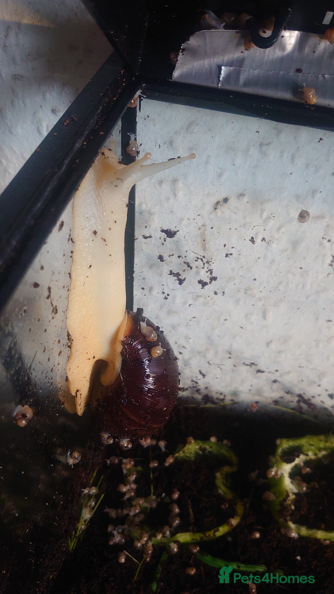 Snails invertebrates for sale: Baby Giant African Land Snails  - Image 7