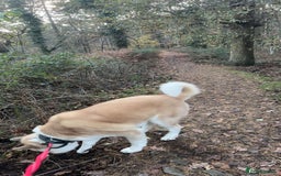 Akita dogs for sale: Beautiful akita boy - Advert 4