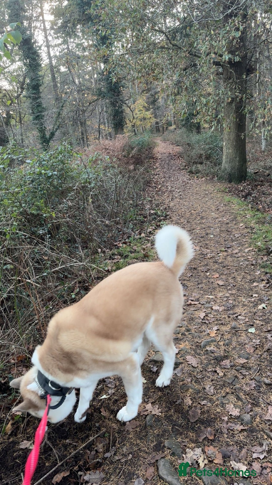 Akita dogs for sale: Beautiful akita boy - Advert 4