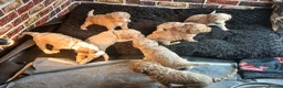 Goldendoodle dogs for sale: Goldendoodle puppies - Advert 16