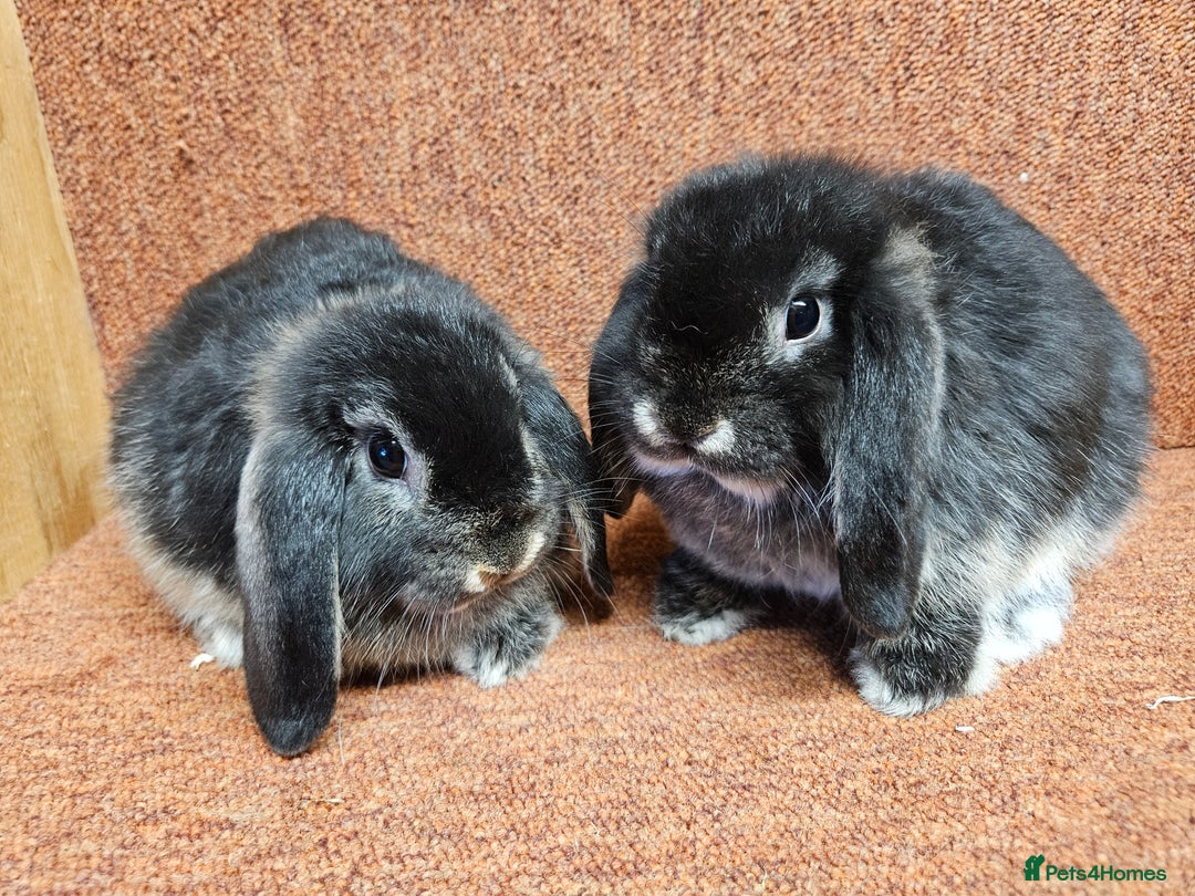 Dwarf Lop rabbits for sale: Pure show stock dwarf lops vaccinated  - Advert 5