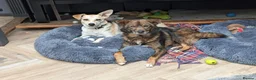 Mixed Breed dogs for adoption: ❤️Caramel❤️ 10-month-old lower-medium awesome girl - Advert 6