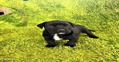 Mixed Breed dogs - Advert 2