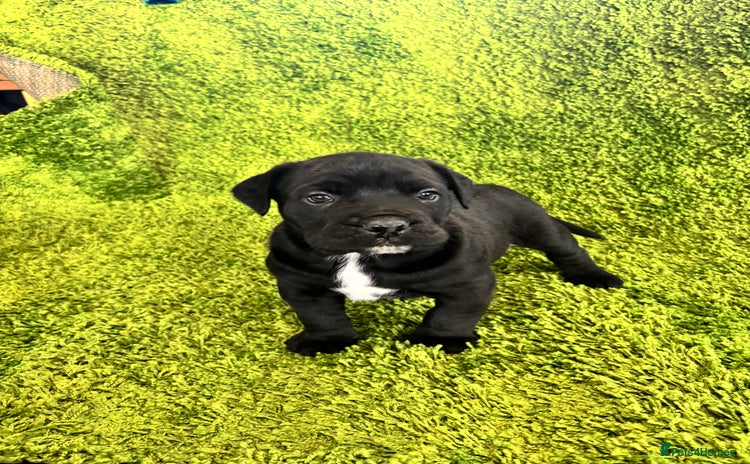 Mixed Breed dogs Puppies Boerboel x Bullmastiff/Dobbermann) - Advert 1