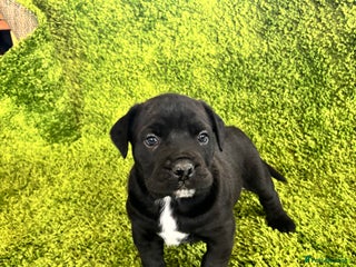 Mixed Breed dogs Puppies Boerboel x Bullmastiff/Dobbermann) - Advert 5