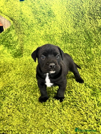 Mixed Breed dogs Puppies Boerboel x Bullmastiff/Dobbermann) - Advert 1