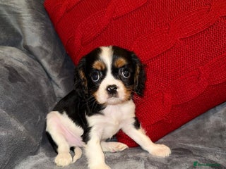 Cavalier King Charles Spaniel dogs 💙🩵Stunning Tri cavalier Boys 💙🩵 - Advert 5