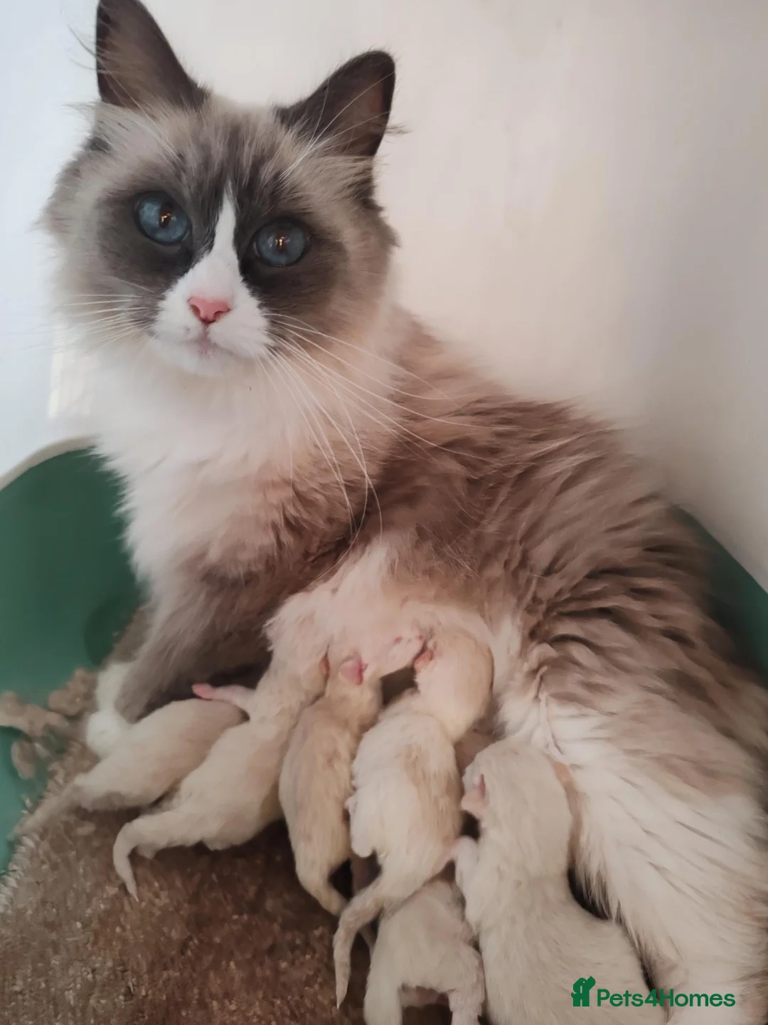 Siberian cats for sale: Registered Siberian Neva Kittens  - Advert 2