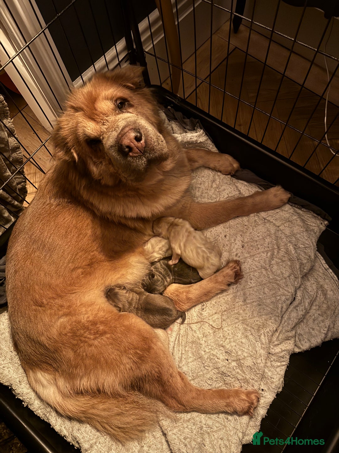 Shar Pei dogs for sale: Gorgeous bears  - Advert 1