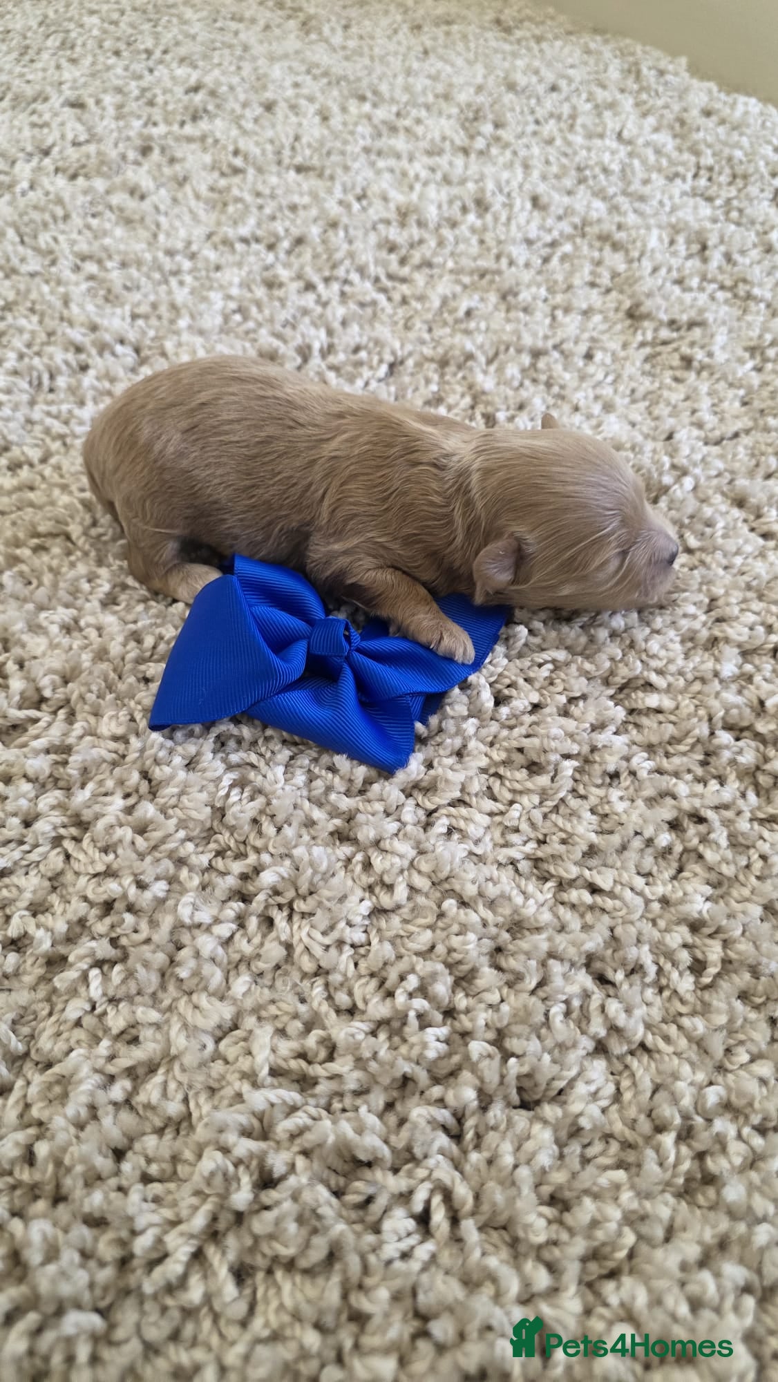 Maltipoo dogs 1 BOY RESERVED Beautiful tiny Maltipoo puppies 🐶 - Advert 2