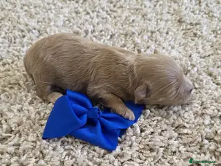 Maltipoo dogs 1 BOY RESERVED Beautiful tiny Maltipoo puppies 🐶 - Advert 2