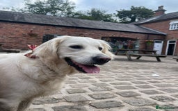 Golden Retriever dogs for sale: Golden Retriever Puppies - Image 4