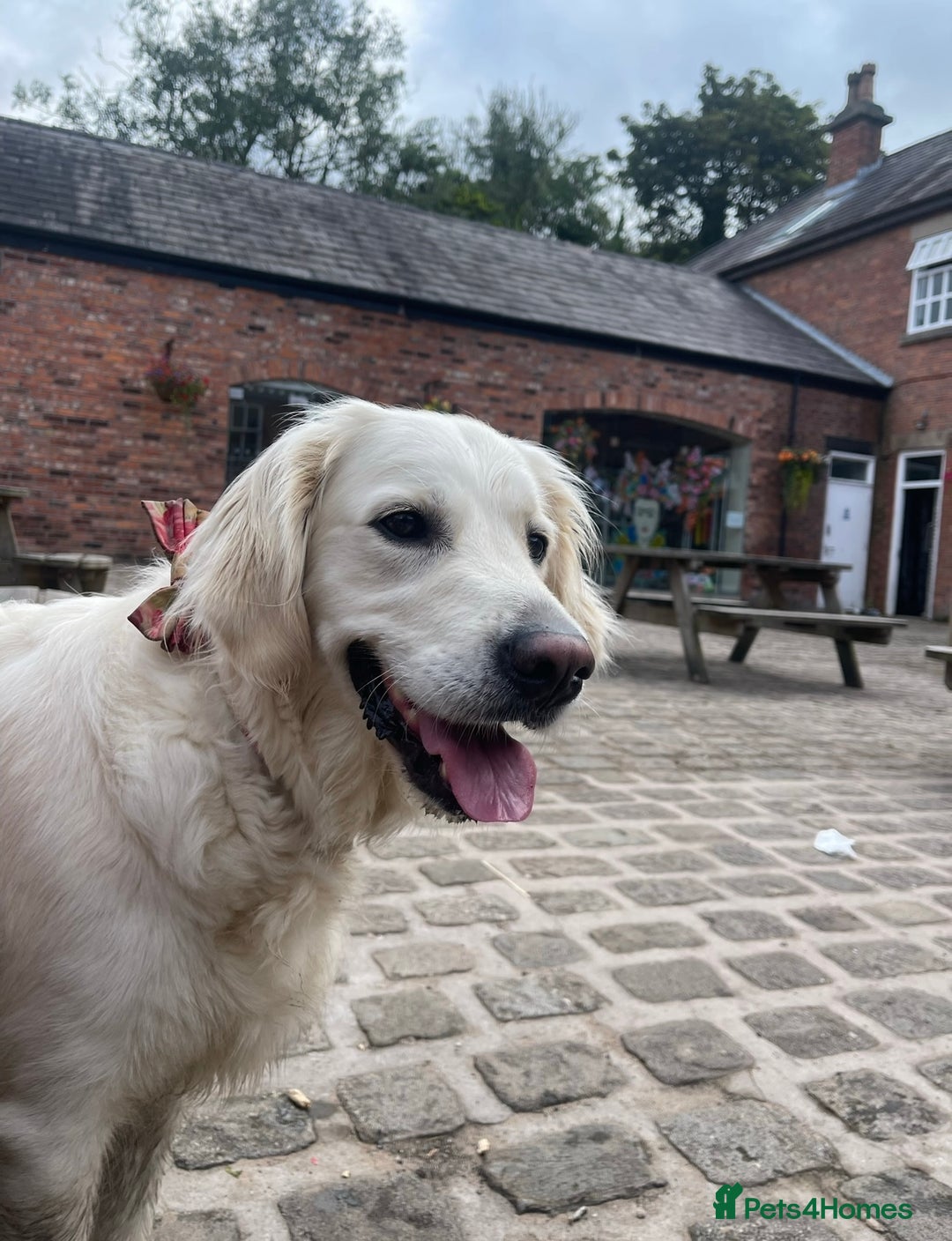 Golden Retriever dogs for sale: Golden Retriever Puppies - Image 4