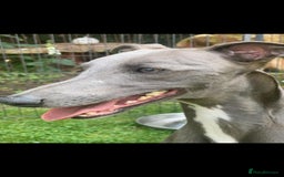 Whippet dogs for sale: Blue whippet boy  - Image 3