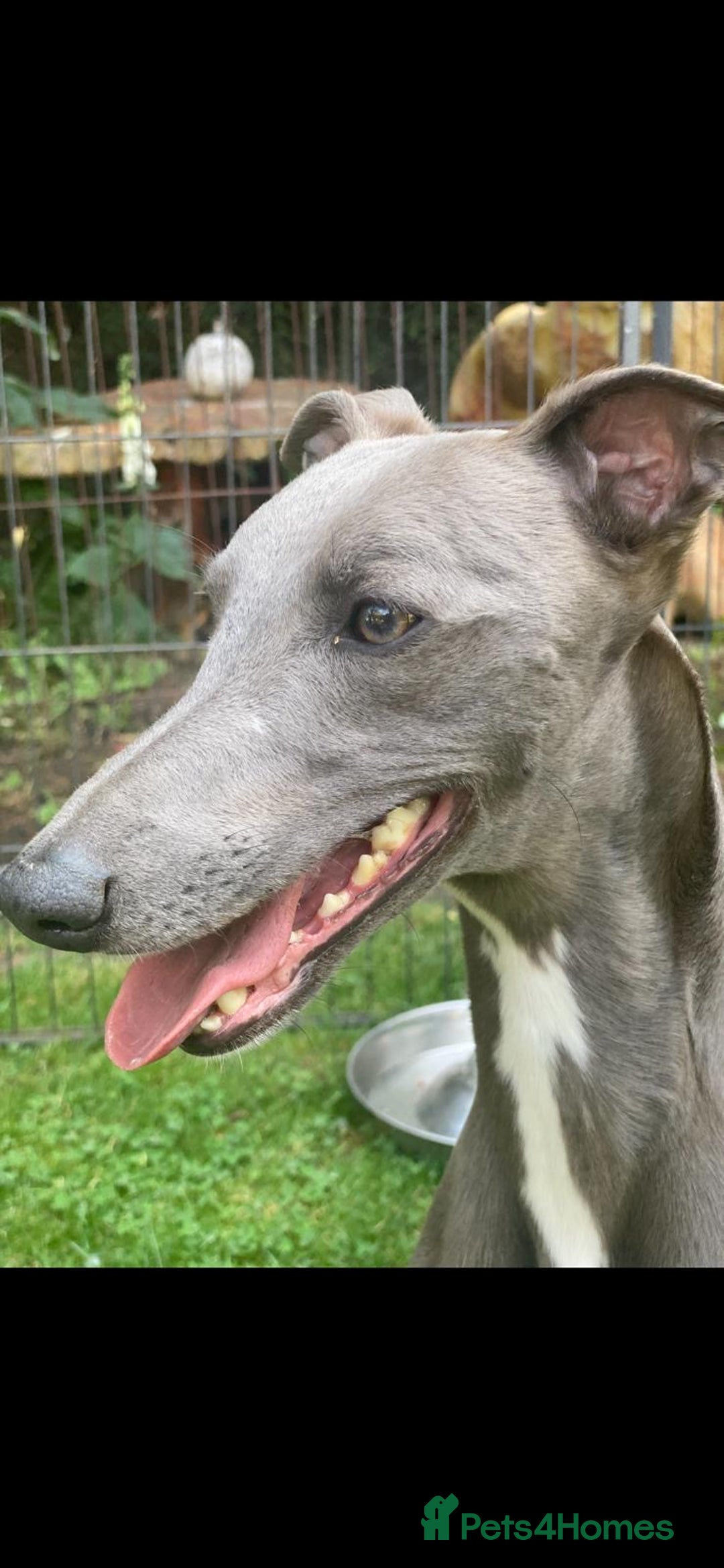 Whippet dogs for sale: Blue whippet boy  - Image 3