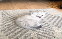 Siberian cats for sale: Adorable Siberian Neva Kittens - Image 3