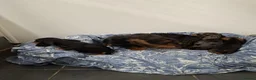 Dachshund dogs for sale: 🐾 5 Wired-Haired Dachshund Puppies for Sale 🐾 - Advert 3
