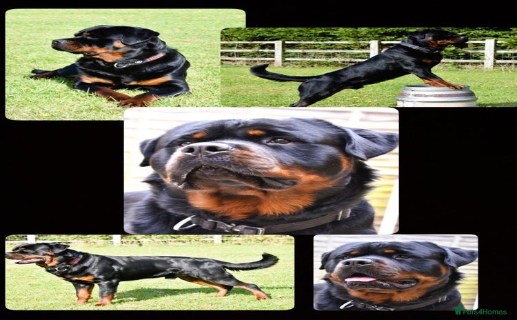 Rottweiler dogs in Wellingborough - Advert 11
