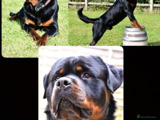Rottweiler dogs Rottweiler DNA health tested,,EYE SCANNED in Wellingborough - Advert 7