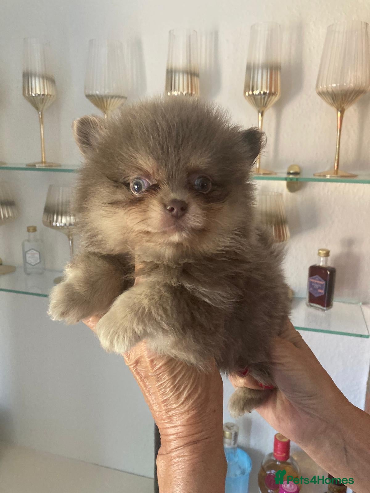 Pomeranian dogs Beautiful Pomeranian Puppies - Advert 2