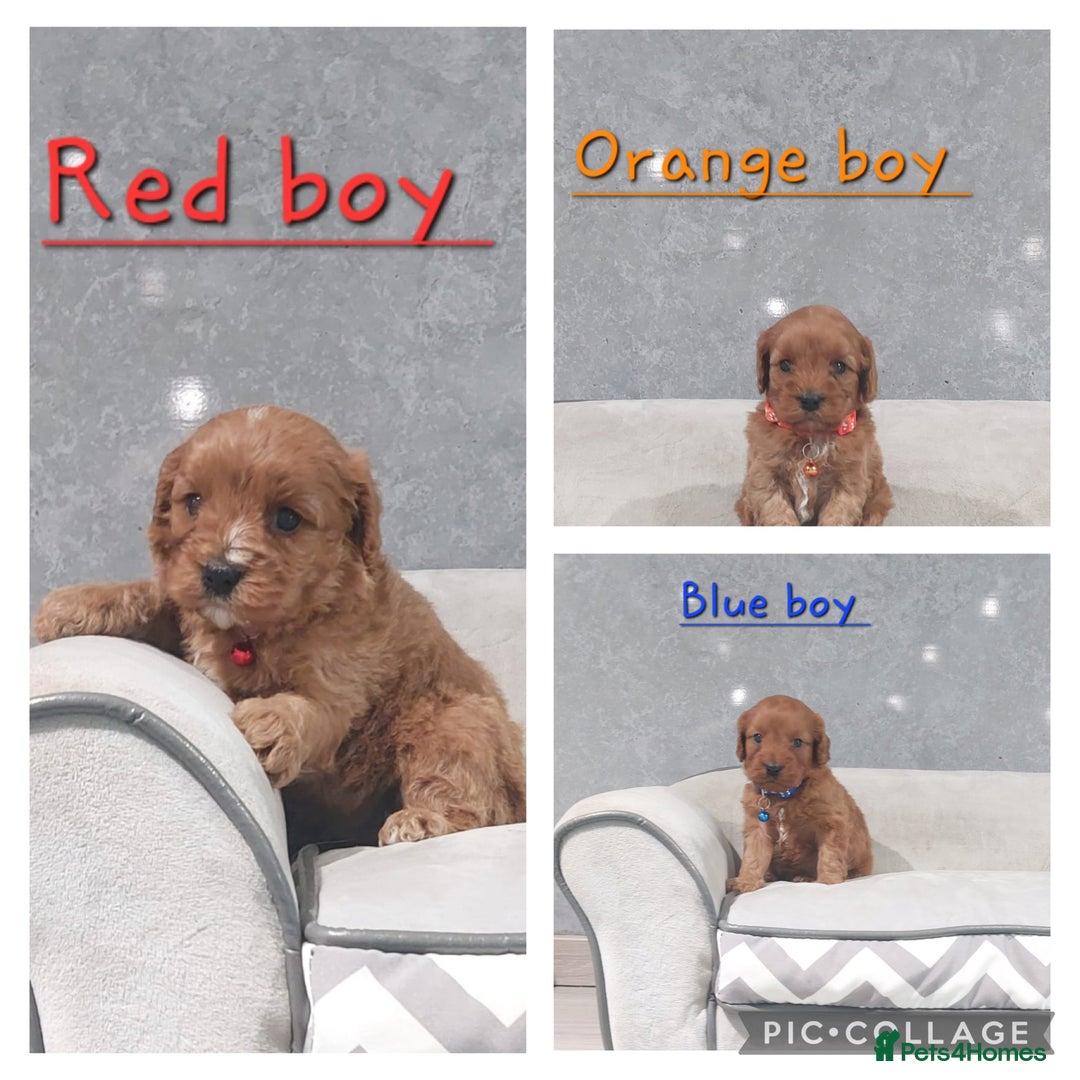 Cavapoo dogs for sale: Beautiful F1 Cavapoo puppies 🥰 - Advert 2