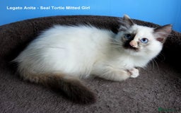 Ragdoll cats for sale: Gorgeous GCCF Reg Ragdoll Kittens - Image 2