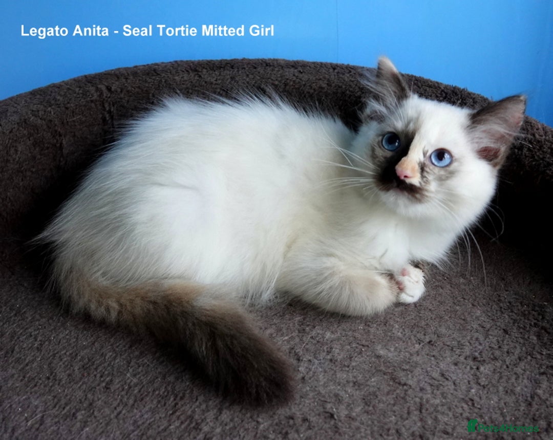 Ragdoll cats for sale: Gorgeous GCCF Reg Ragdoll Kittens - Image 2