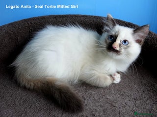 Ragdoll cats - Advert 1