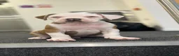Alapaha Blue Blood Bulldog dogs for sale: Alapahabluebloodbulldog  in Gloucester - Advert 5