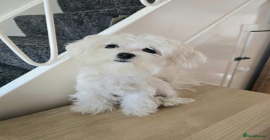 Maltese dogs - Advert 15