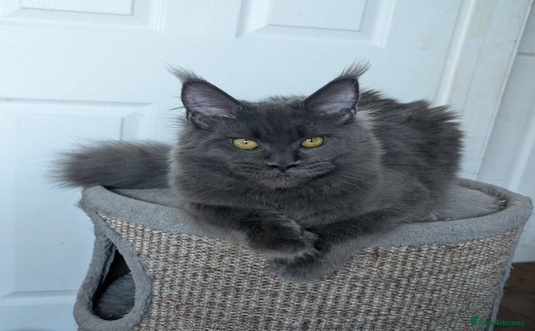 Maine Coon cats - Advert 9