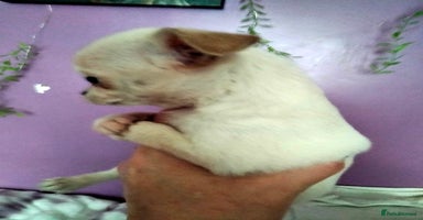 Chihuahua dogs - Advert 8