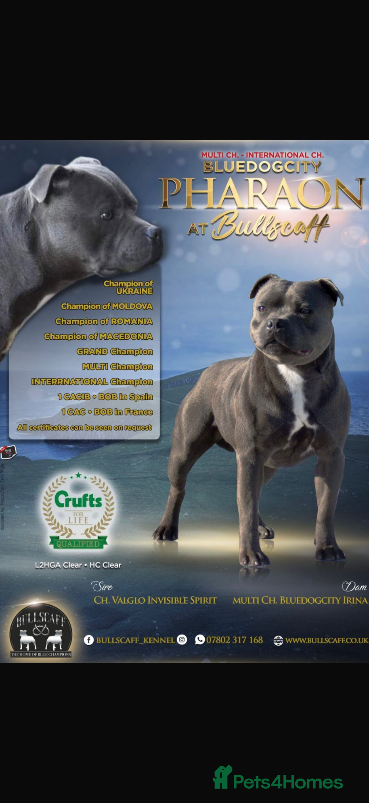 Staffordshire Bull Terrier dogs BEST OF THE BEST PHARON PUPS - Advert 7