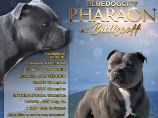 Staffordshire Bull Terrier dogs BEST OF THE BEST PHARON PUPS - Advert 8