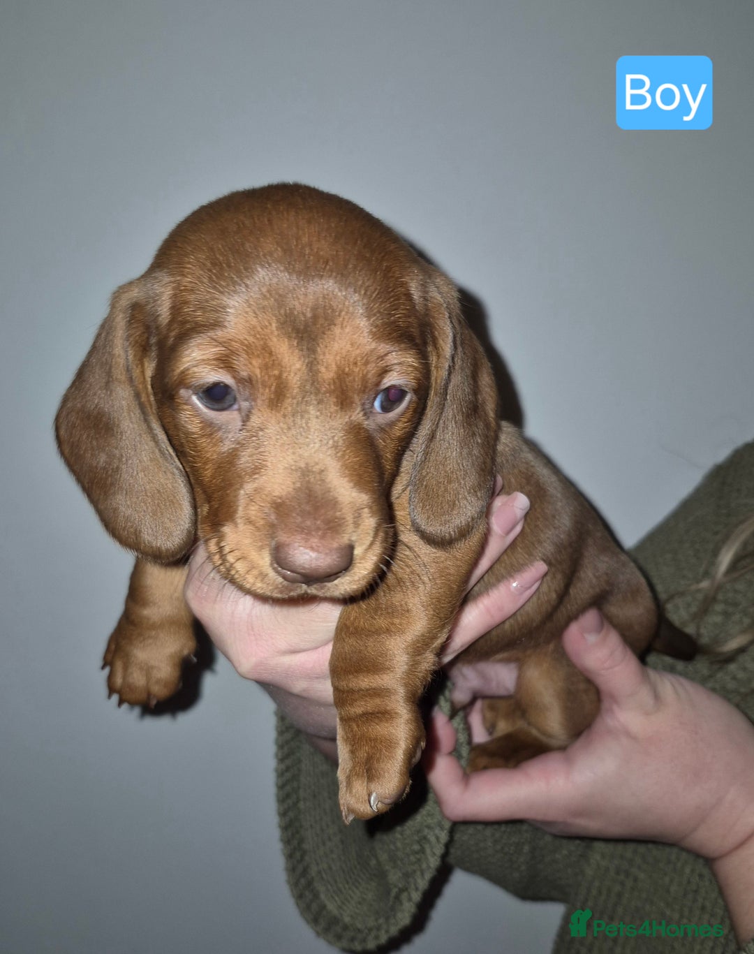 Miniature Dachshund dogs for sale: Miniature dachshund puppies  - Advert 2