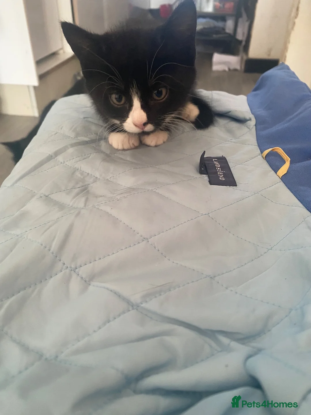 Mixed Breed cats for sale: 2 kittens looking for a home, one male, one female - Advert 6