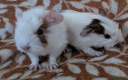 Guinea Pig rodents for sale:  baby guinea pigs  - Image 7