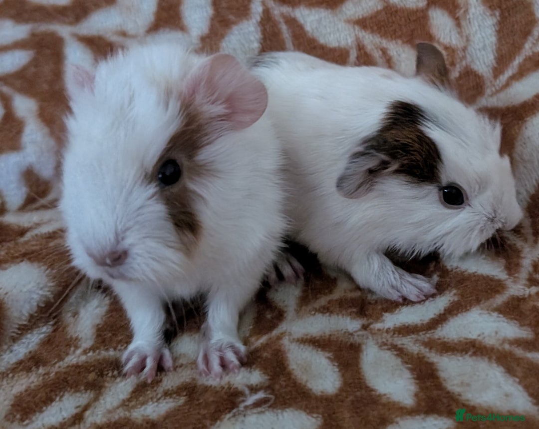 Guinea Pig rodents for sale:  baby guinea pigs  - Image 7