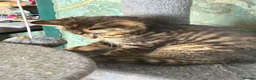 Mixed Breed cats for sale: Beautiful tabby female available  - Advert 7