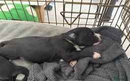 Mixed Breed dogs for sale: Beautiful puppys for sale  - Image 7