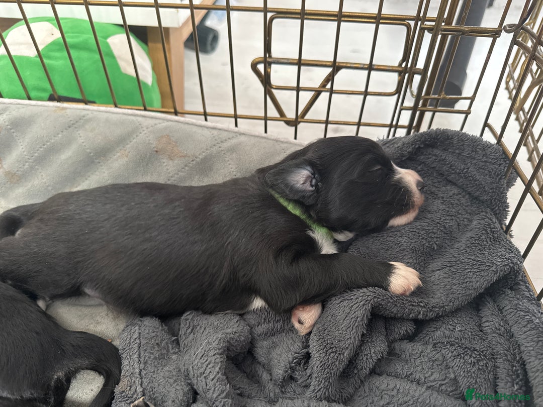 Mixed Breed dogs for sale: Beautiful puppys for sale  - Image 7