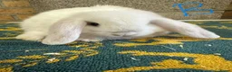 Mini Lop rabbits for sale: Mini Lop Rabbits For Sale - Advert 20