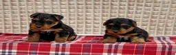 Welsh Terrier dogs for sale: BEAUTIFUL WELSH TERRIER PUPPIES  - Advert 3