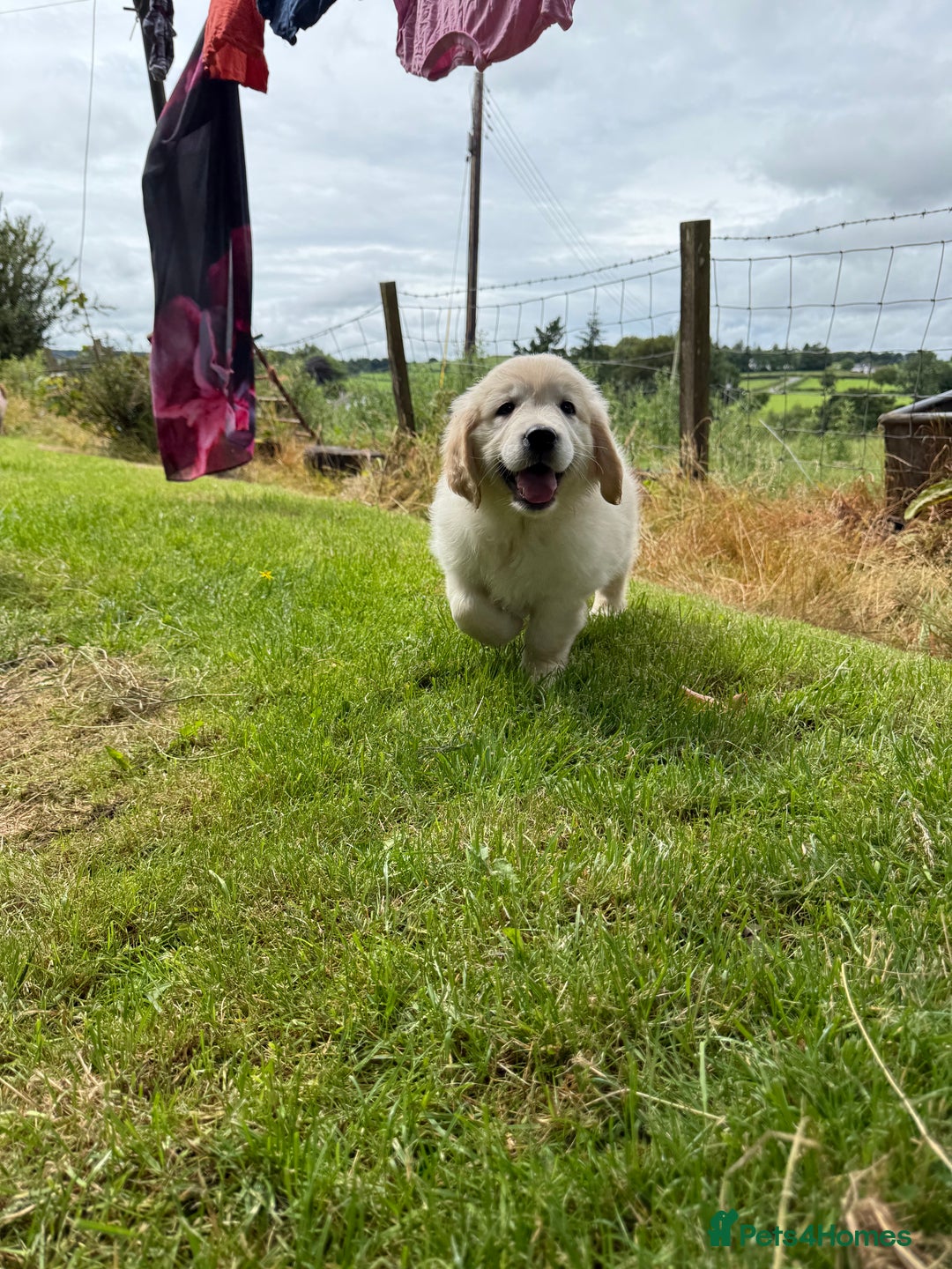 Golden Retriever dogs for sale: KC Registered Golden Retriever Puppies  - Image 6