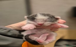 Bengal cats for sale: Blue and White Bengal cross Kittens  - Image 2